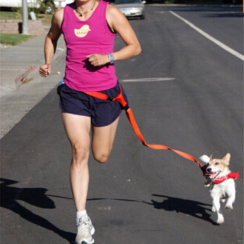 Jogging Puppy Dog Lead Collar